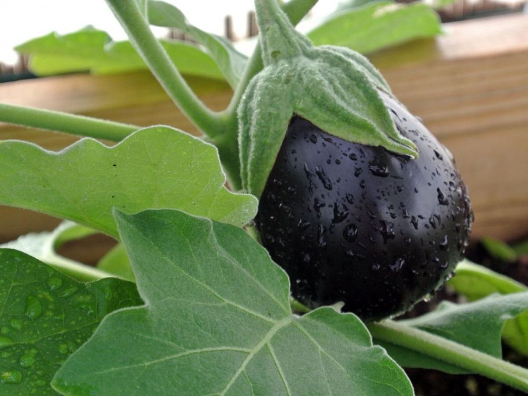 ��� �������� ������ ���������� ���������� �������: ������ ���������