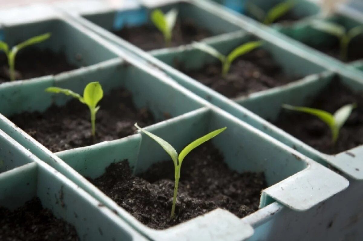 ��� ��������� ������ � �������� ��������: ������ ��������