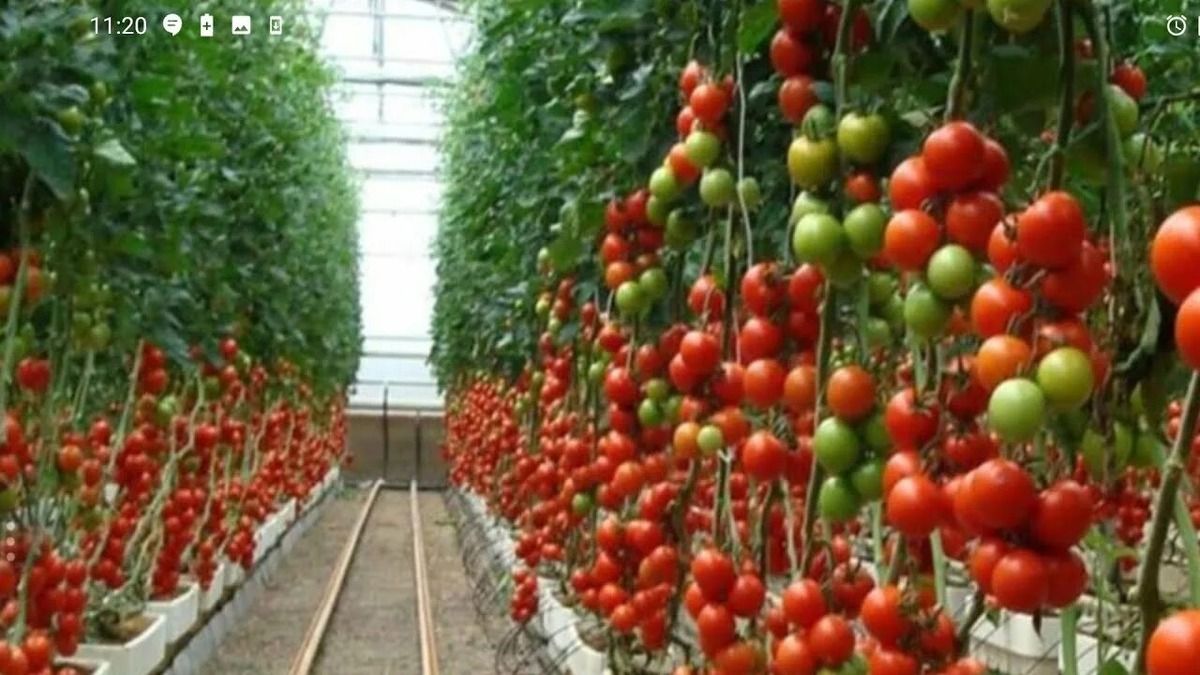 ������ ��� ������� ������: ������� ������ ����������� ������