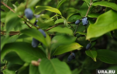 ��������� ��������� � �������: ��� ��������� �������� ������