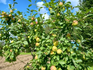 ��� ������ ������������ ���� � �������: ������, ������ � ����� ������