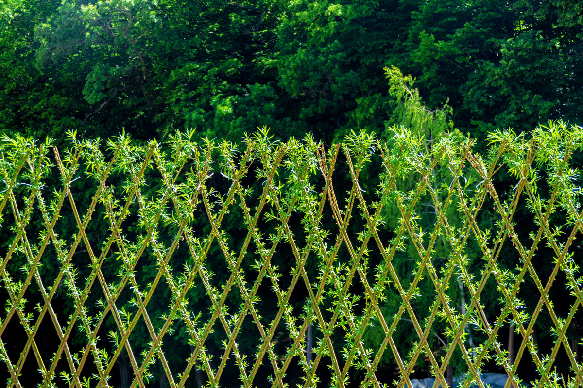 Ивовая изгородь: 5 преимуществ, о которых стоит знать