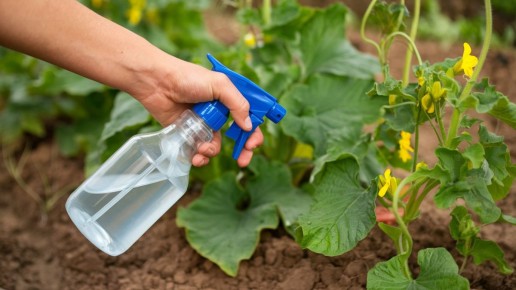 ������ �� ��� ����: ������ �������� ������� � ������ �� ����������