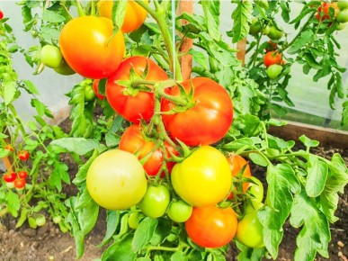 Секреты успешного урожая: как правильно ухаживать за овощами в теплице