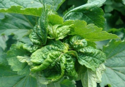 Когда и как правильно обрезать смородину и крыжовник: секреты успешного урожая