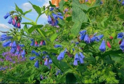 Окопник лекарственный: полезные свойства и применение в медицине