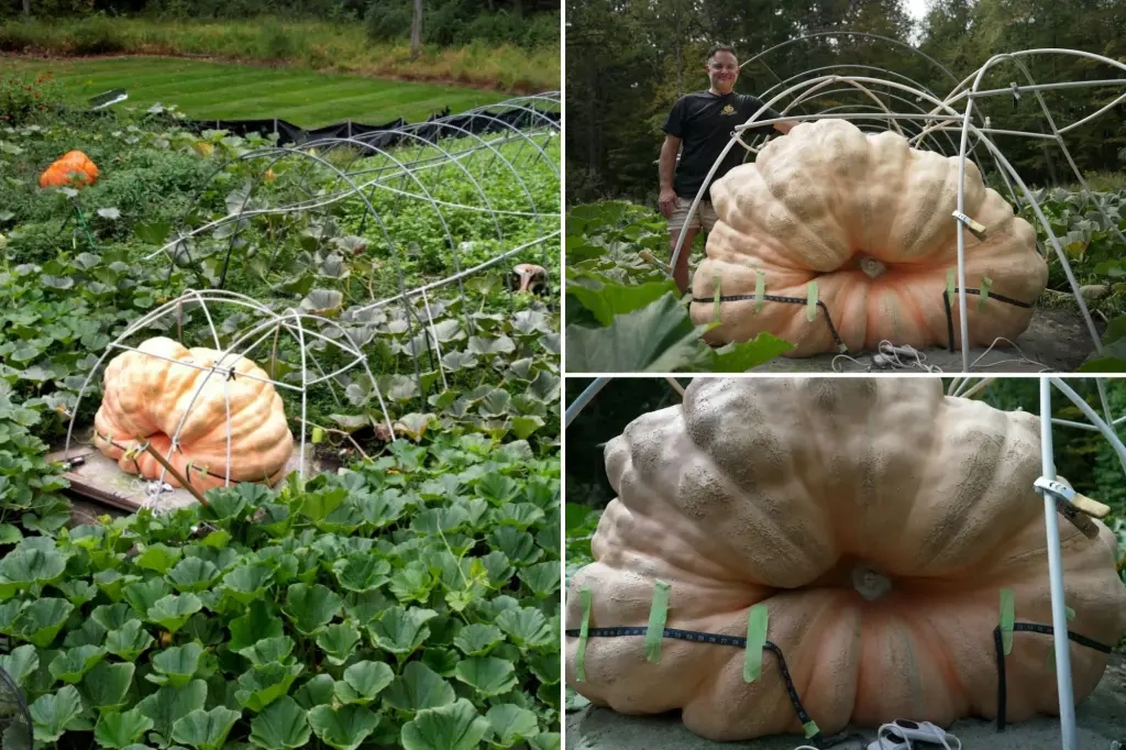Тыква-гигант: как наука помогает выращивать настоящие чудеса природы