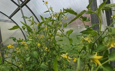 ��� ��� �������� �������: ������� ��������� ������