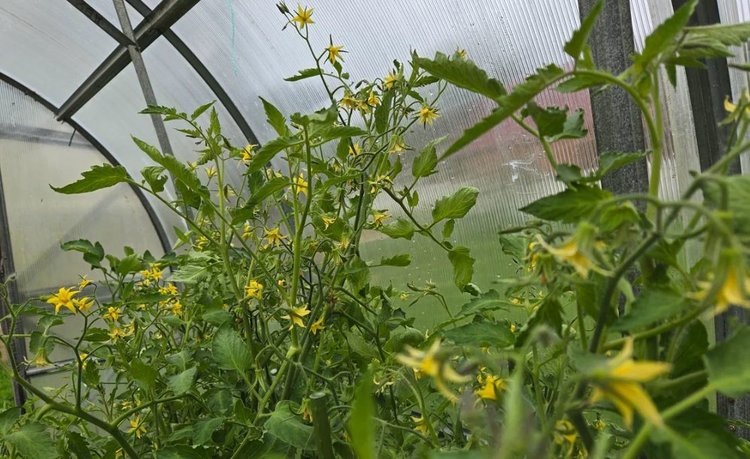 Как бор помогает томатам: секреты успешного урожая