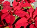 Пуансеттия: секреты ухода за зимней «звездой»