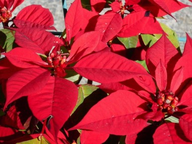 Пуансеттия: секреты ухода за зимней «звездой»
