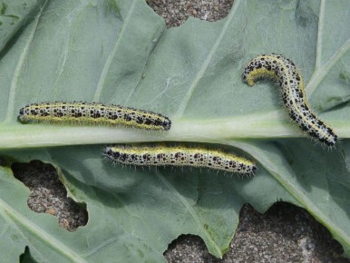 Три натуральных способа защиты капусты от вредителей: проверьте, как просто!