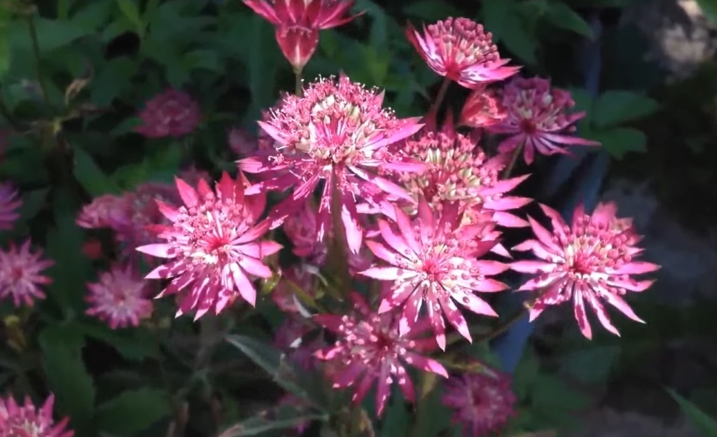 Астранция: смелое решение для уютного цветника