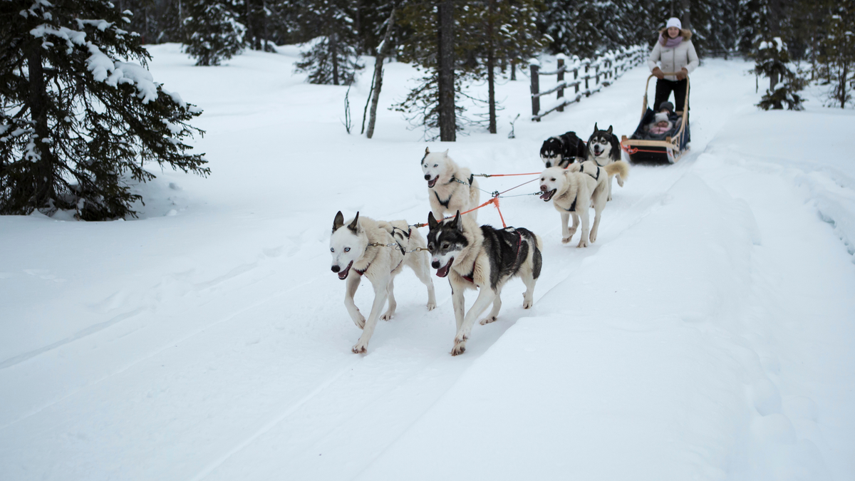 Как подготовиться к незабываемому путешествию на собачьих упряжках