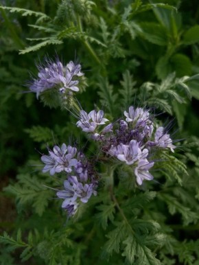 ��� ������� ����� ����� ������� �������: ���� ����� ������� ��� ����� ������