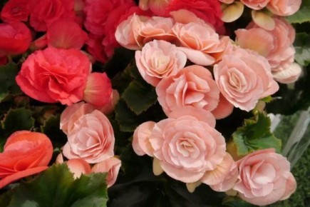 ������� �������: ����, ����������� ������ � ������� ��������� �����������