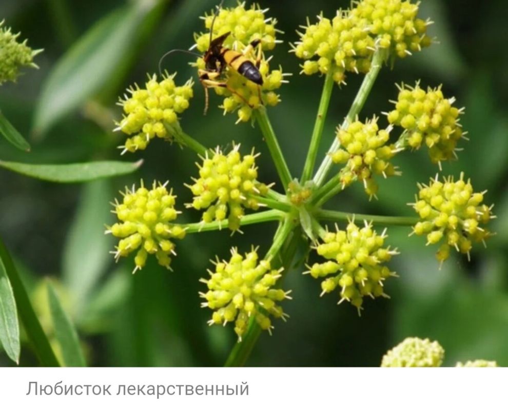 Любисток: универсальное растение с древними корнями