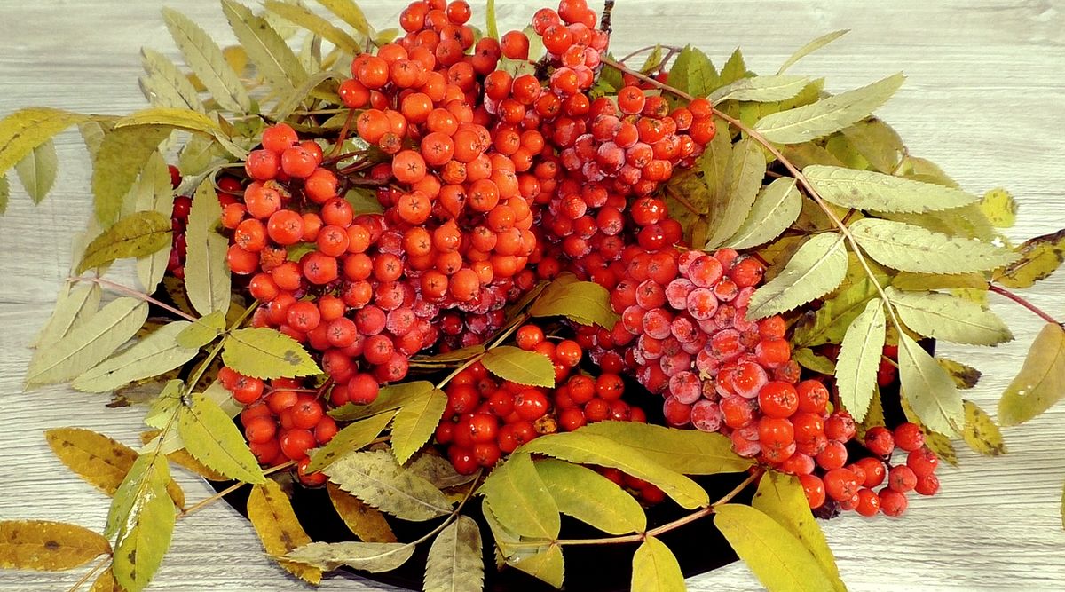 ������� ��������� ������ �� ����: ������ � �������