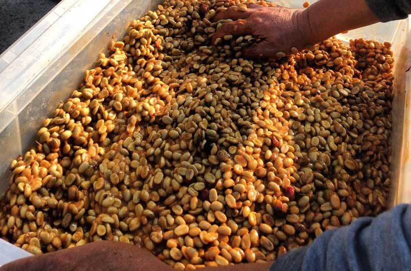 Как обработка кофе формирует его уникальный вкус: исследуем вместе с гурманами