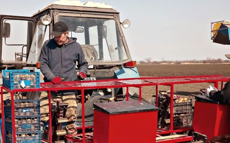 Посев картофеля в Приморско-Ахтарском районе: два перспективных сорта на 100 гектаров