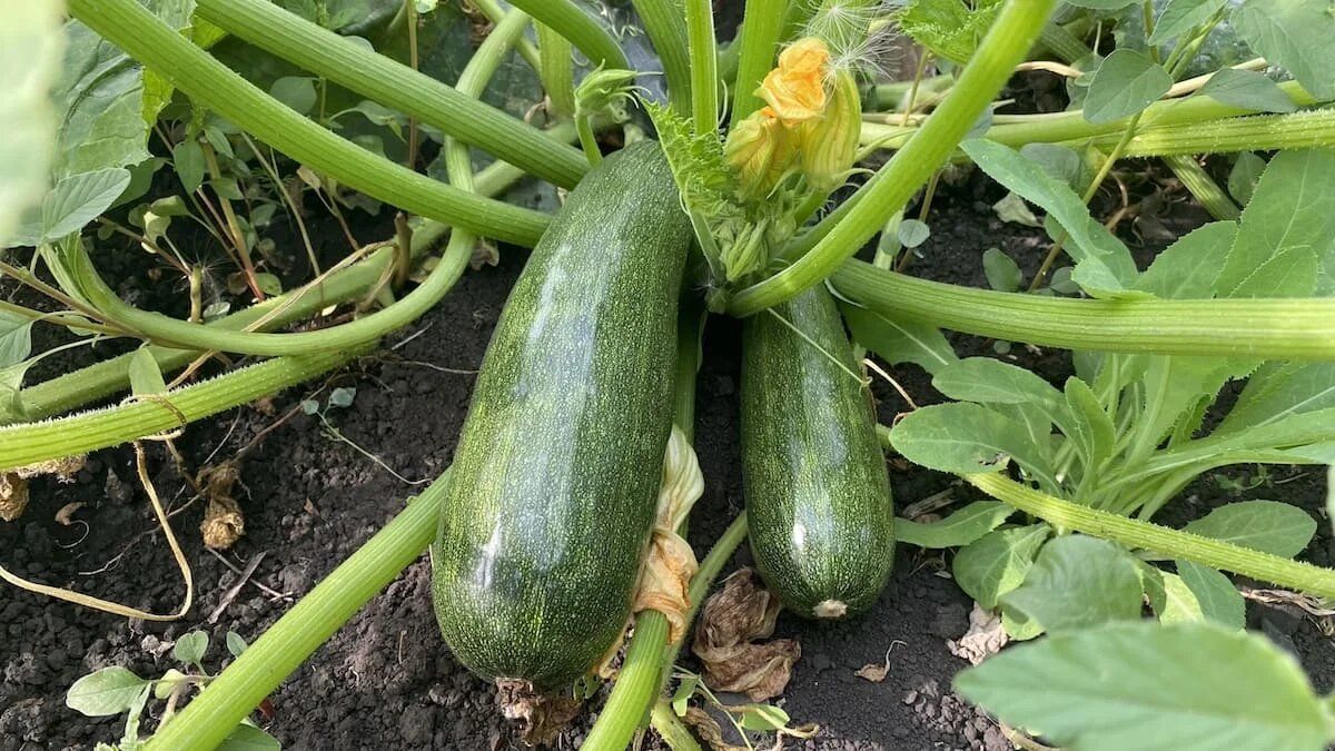 �������: ������������ ������������ � ����������� ��� ��������