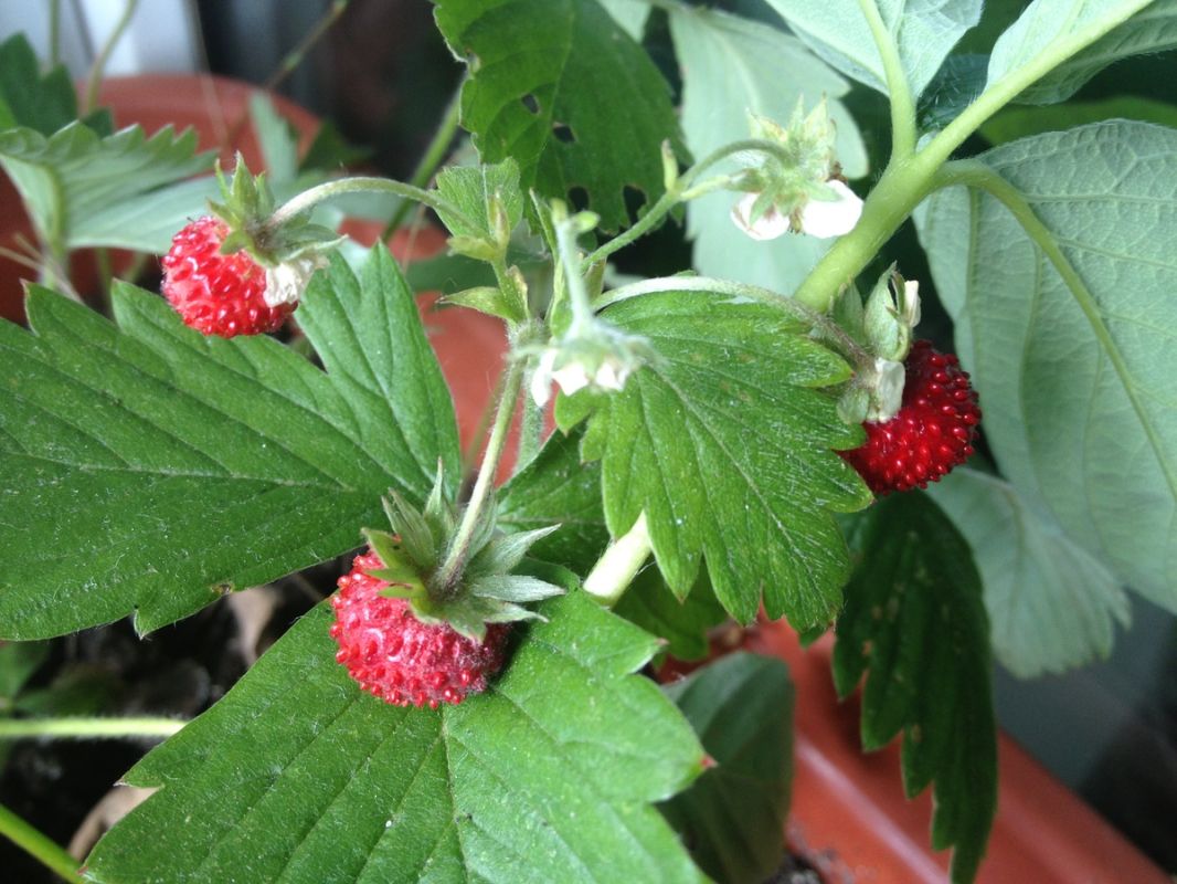 Огород в квартире: удивительные эксперименты с овощами