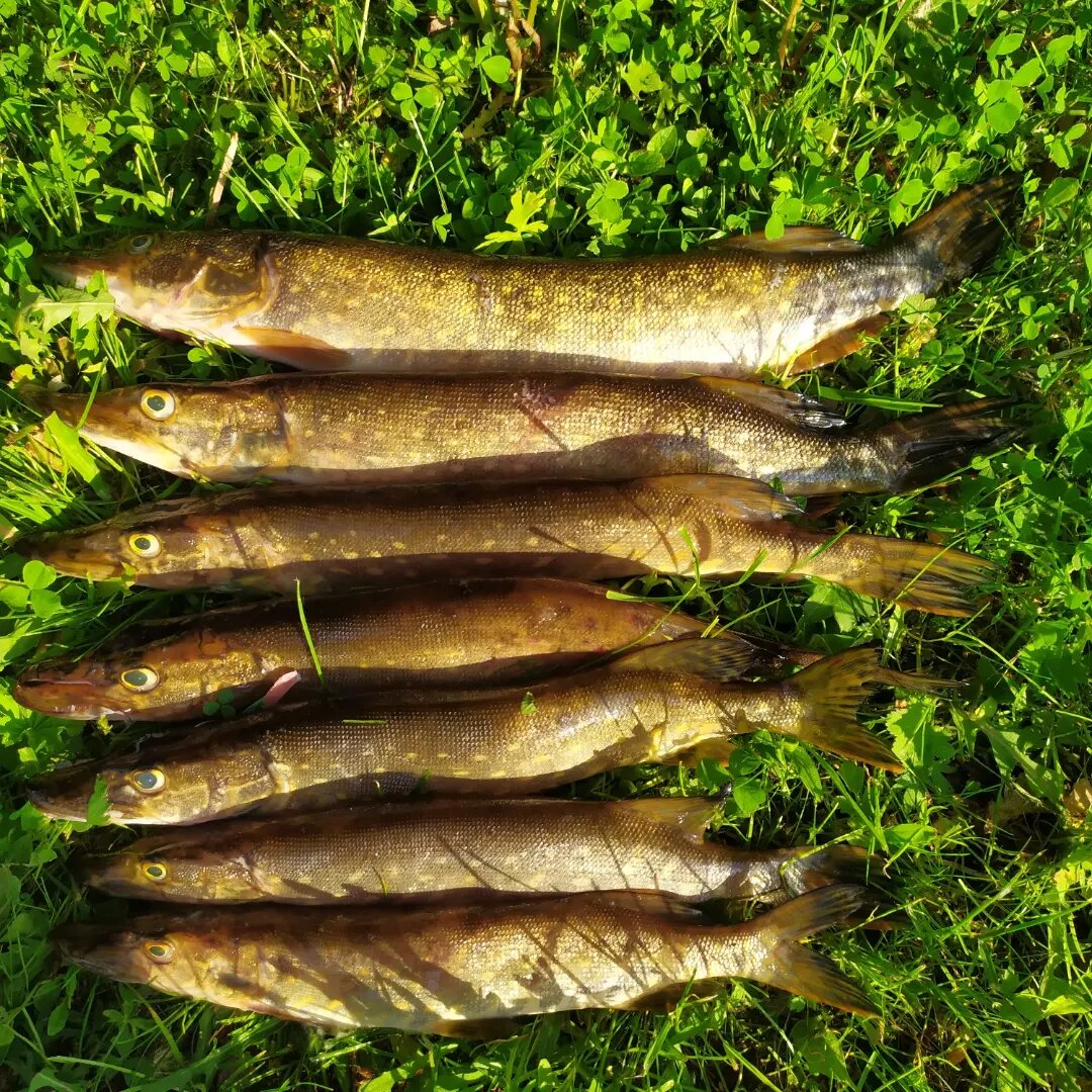 Как просто закоптить рыбу на даче: советы для начинающих