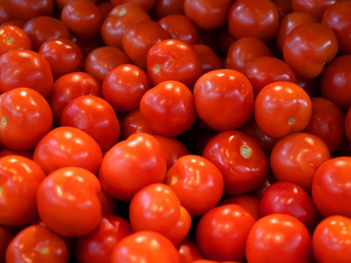 Как спасти урожай томатов в августе: трещины и гниль под контролем