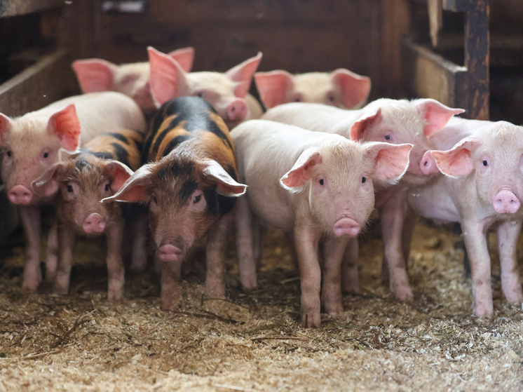 Россия на пороге вхождения в пятерку лидеров по экспорту свинины