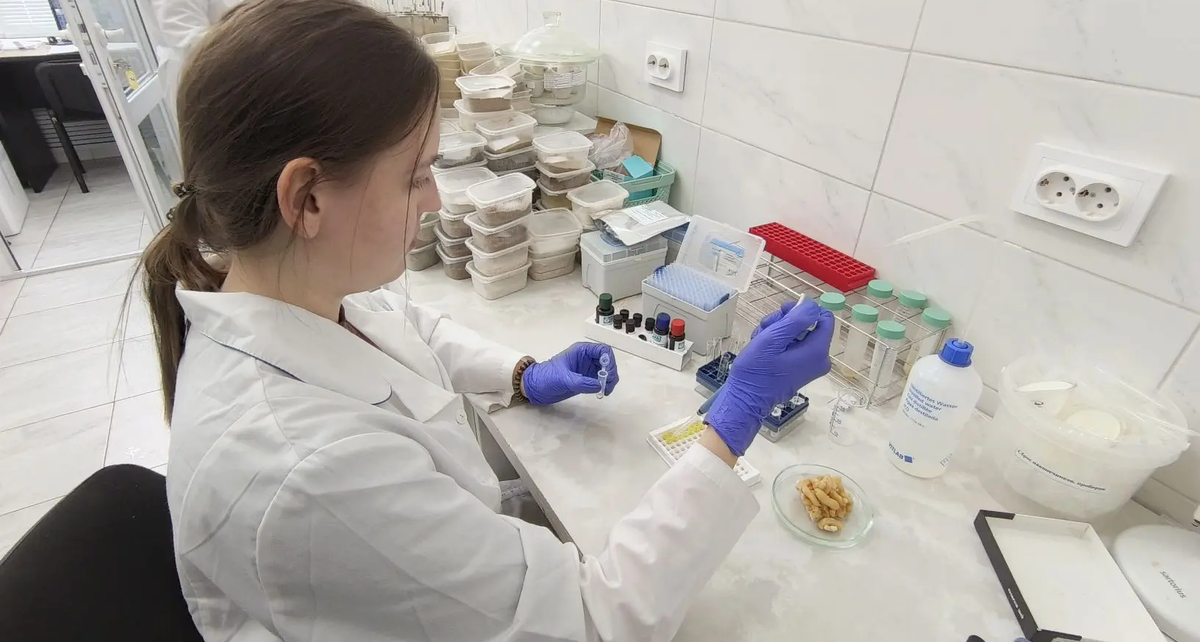 Чак-чак под контролем: новые стандарты для восточной сладости