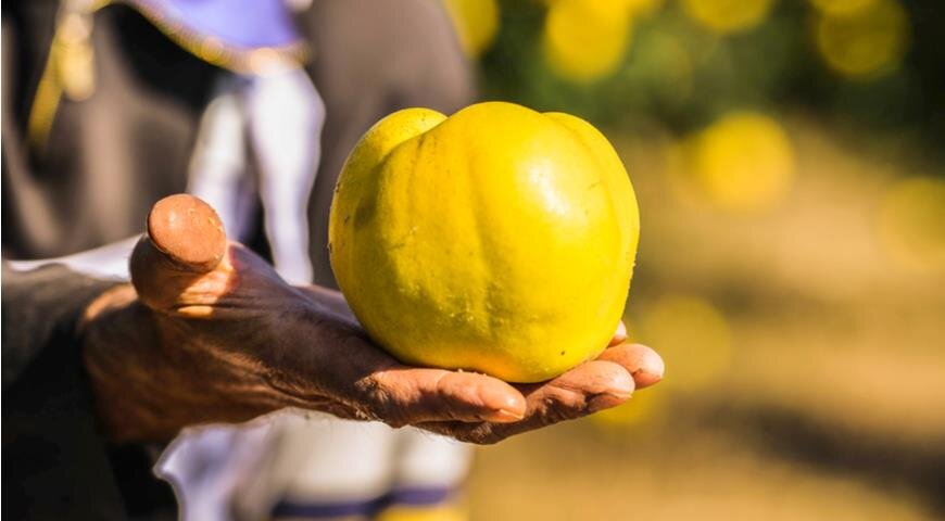 Айва: уникальные свойства и кулинарные идеи для гурманов