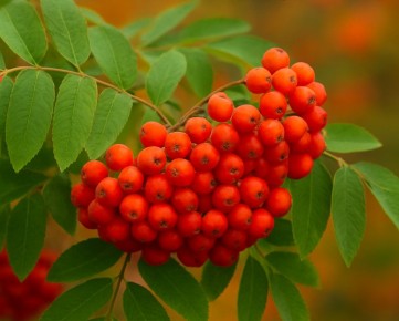 ����� �������� ������: ������ ��� ���������� ������