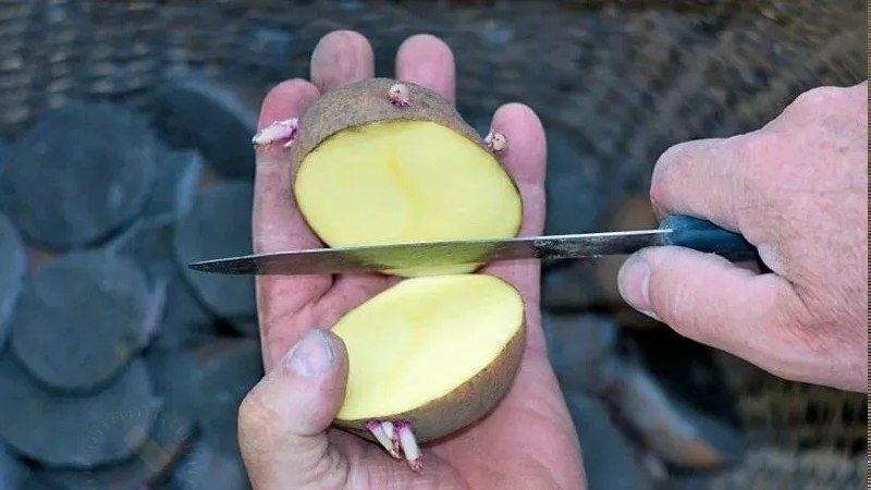 Как правильно сажать семенной картофель: стоит ли резать клубни?